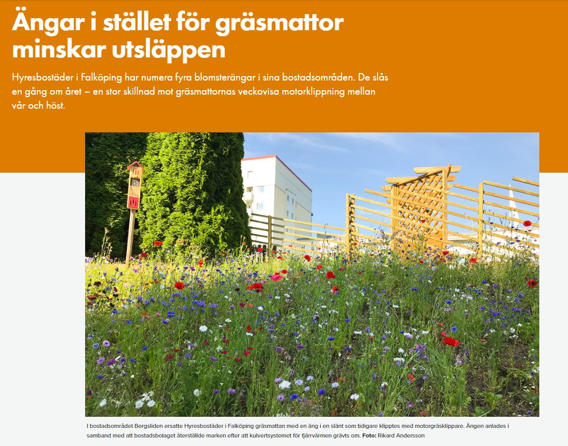 Klimatarbetet med ängar istället för gräsmattor som blivit uppmärksammat av Sveriges Allmännytta