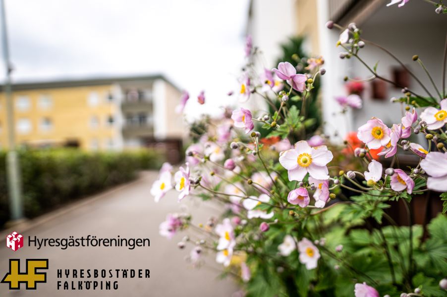 Blommor med lägenheter i bakgrunden. Hyresgästföreningen och Falköpings hyresbostäders loggor längst ner i vänstra hörnet
